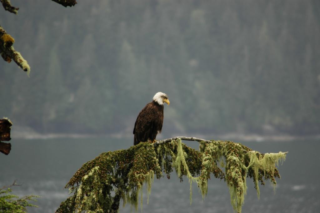 Bjorn Holm Villa Port Renfrew Exterior photo